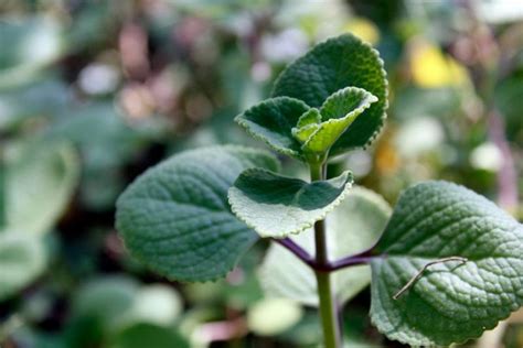 How to Grow and Care for Cuban Oregano | Gardener’s Path