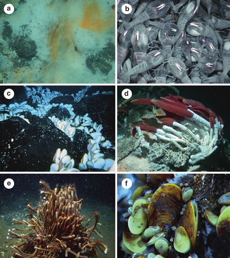 1 Chemosynthetic taxa found at hydrothermal vents and seeps. (a)... | Download Scientific Diagram