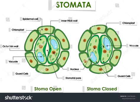 Leaf Stomata Diagram