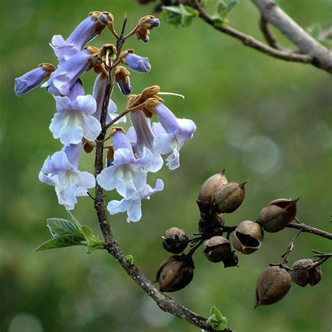 Paulownia tomentosa (empress-tree, princess-tree): Go Botany