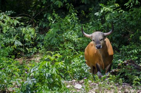 Banteng (Bos javanicus)