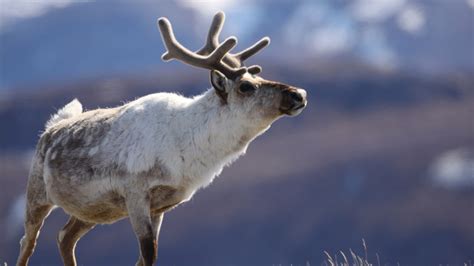 Holiday Treat: What’s the Difference Between Reindeer and Caribou? - Cool Green Science