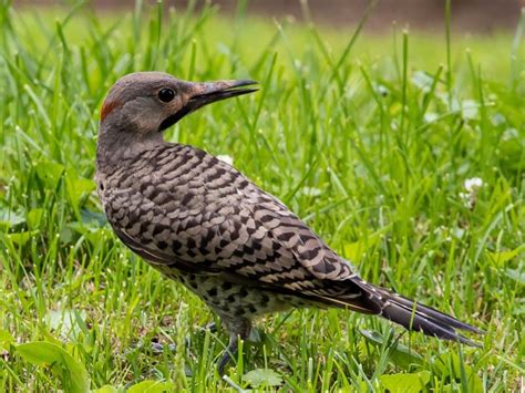 Juvenile Northern Flickers (Identification Guide with… | Birdfact