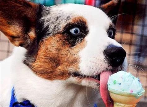 Ten Dogs Who Just Love Eating Icecream Any Time of the Year