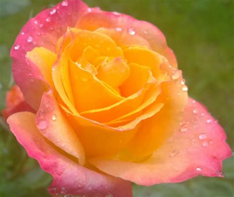 Raindrops On Roses | Rose, Flowers, Plants