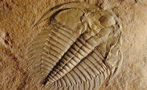 1517: Oldest Animal Fossils Found in Lakes