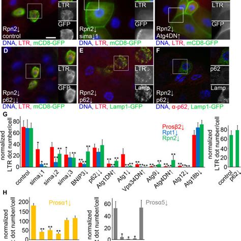 Proteasome impairment enhances autophagy in Drosophila larvae. A)... | Download Scientific Diagram