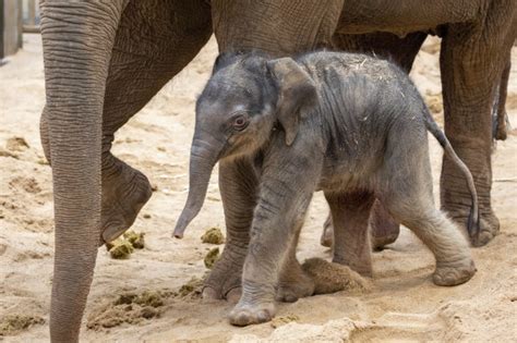 Melbourne Zoo announces birth of elephant in new herd