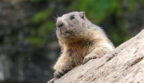 Marmot Day – February 2, 2025