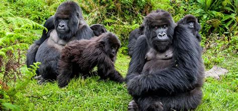 Gorilla Trekking Rwanda - Serengeti National Park