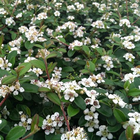 Cotoneaster dammeri 'Lowfast' (3.5" Pot) | Little Prince To Go