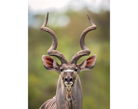 Kudu Antelope, Wildlife Photography, Animal Photo Print, Nature Wall Art, Signed Art Print - Etsy