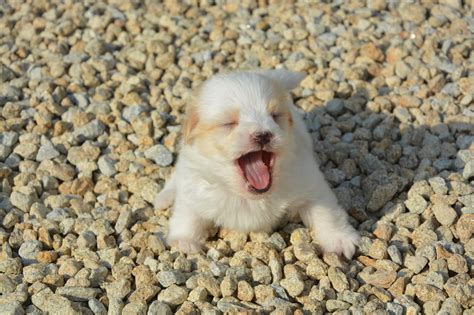 Dog Yawning Decoded: Why a Dog Yawn Is Worth a 1000 Words | The Dog People by Rover.com