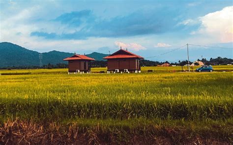 pemandangan sawah padi di kampung