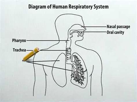 Diagram Of Human Respiratory System With Labels - Hanenhuusholli