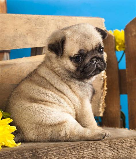 [8+] Churchill Pug Dog Puppies For Sale Or Adoption Near Me - #The Expert