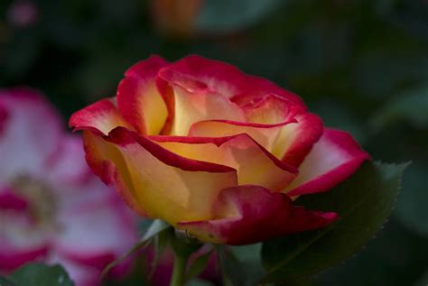 14 Floribunda Roses for Your Flower Garden