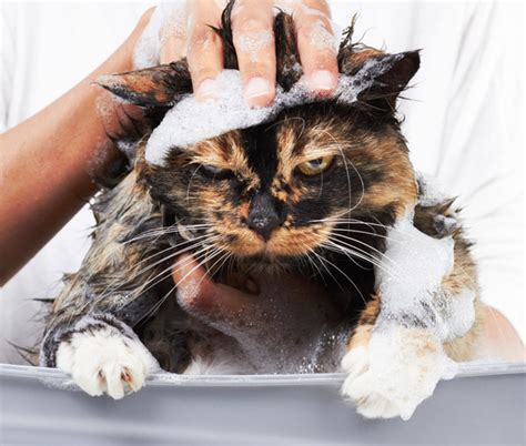 Cat Baths: 6 Things You Should NOT Do - Catster