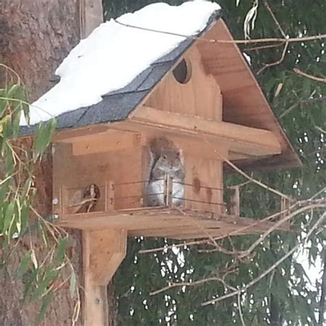 22 best Squirrel Nest Box Plans | Squirrel Den Box Plans images on ...