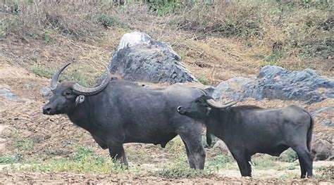 Wild water buffalo herd in Gadchiroli triggers hopes | The Indian Express