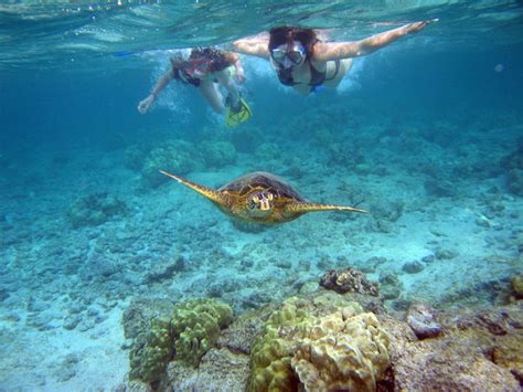 Turtle Canyon Snorkel Cruise With Catamaran-Best Sea Turtle Snorkel Adventure | Cruising Sea