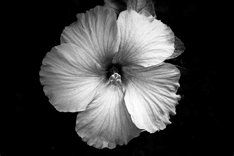 Free Images : black and white, flower, petal, flora, close up, eye, hibiscus, macro photography ...