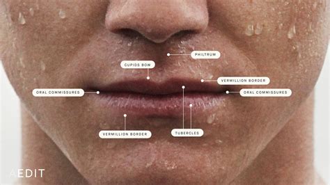 Lip Shape Overview - Causes, Treatment Options, and More | AEDIT