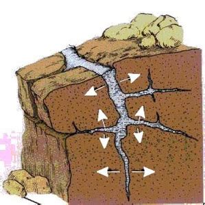 Biological Weathering. - Year 8 Geography