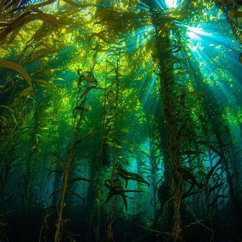 Kelp Forest Wallpapers - Wallpaper Cave