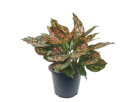 Aglaonema 'Pink Dalmatian' - PictureThis