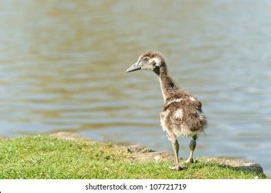 Baby Egyptian Goose Stock Photo 107721719 | Shutterstock