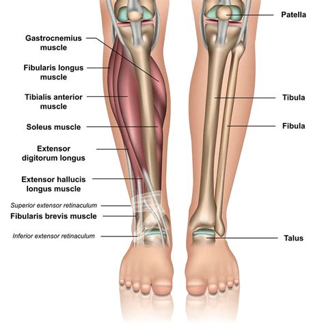 A complete guide of tibia and fibula stress injuries