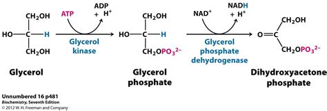 Glucose synthesis from Glycerol | Biochemistry, Glycerol, Math