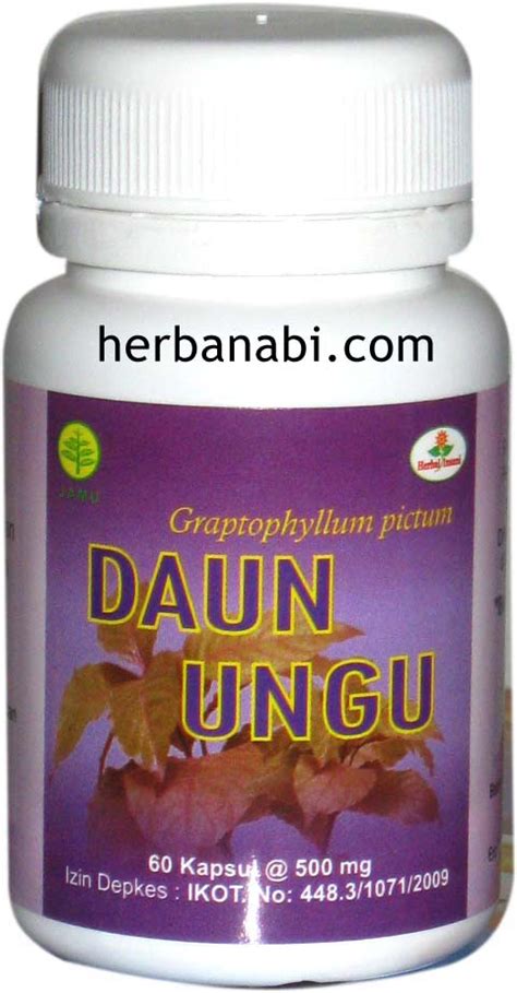 kapsul daun ungu surabaya | daun ungu murah | herbal untuk wasir