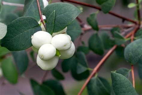 Grow Snowberry in Your Garden This Year - The Habitat