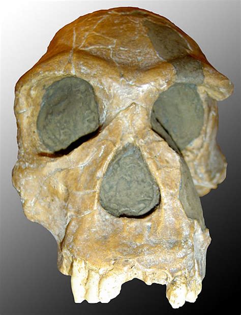 New fossils confirm diversity was the rule for human evolution