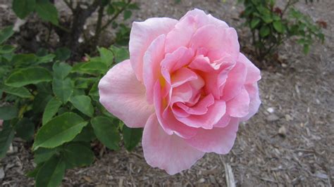 Plant Photography: Rosa 'Tiffany' Open Flower