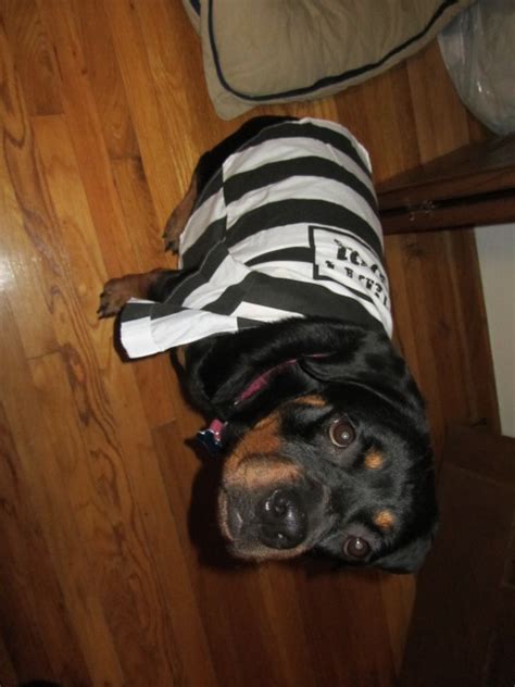 10 Costumes That Prove Rottweilers Always Win At Halloween