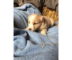 English Shepherd - Puppies for Sale Near Me