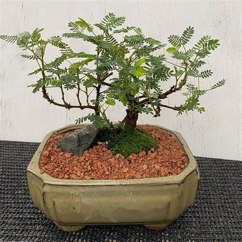 17 Best Mimosa Tree Bonsai Pictures | Balcony Garden Web