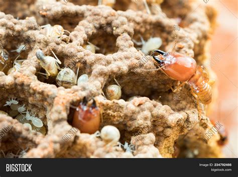 Termites Damage Home, Image & Photo (Free Trial) | Bigstock