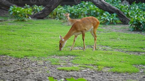 a cute deer eating grass 21630956 Stock Photo at Vecteezy