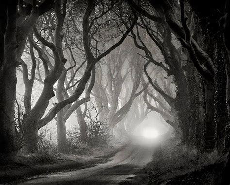 dark hedges | Landscape photography trees, Nature photography trees, Fine art landscape photography