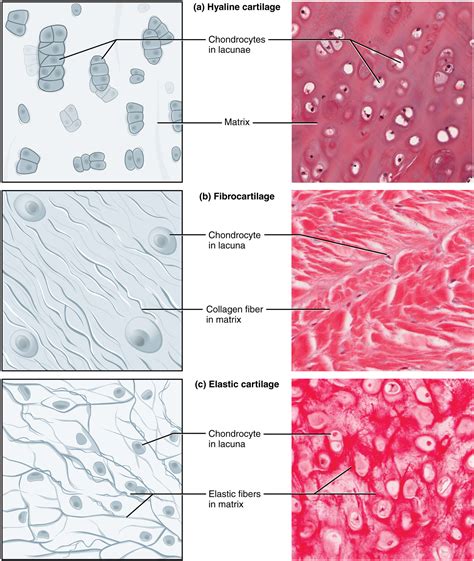 Cartilage Fibrocartilage