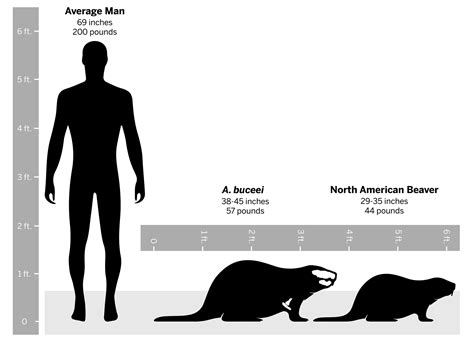 Beaver Fossil Named After Buc-ee’s - UT News