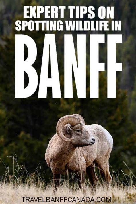 Expert Tips to Spot Banff Wildlife - Travel Banff Canada