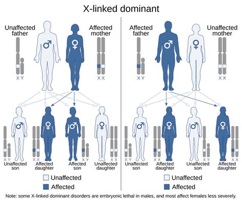 X-linked dominant inheritance - Wikiwand