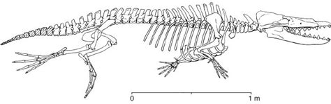 Protocetus Skeleton