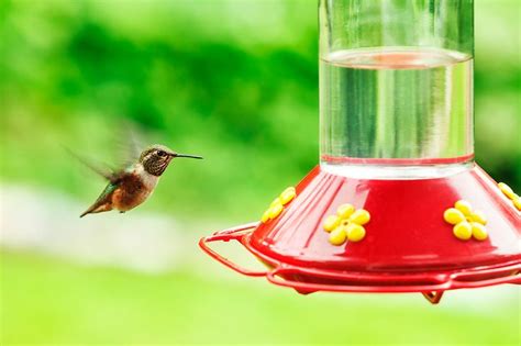 3 Tips for Placing Your Hummingbird Feeder | Humming bird feeders, Feeder, Cottage garden plan