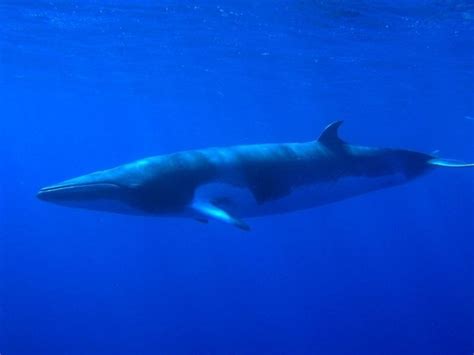 Dwarf Minke Whale – "OCEAN TREASURES" Memorial Library